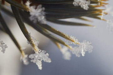 Christmas tree spikes with snowflakes on the edges. Macro shot of a tree on a cold winter morning.