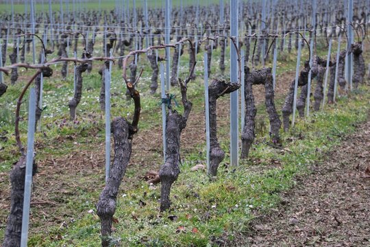 Taille de la vigne en hiver.