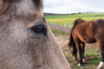 Horse head with mare background
