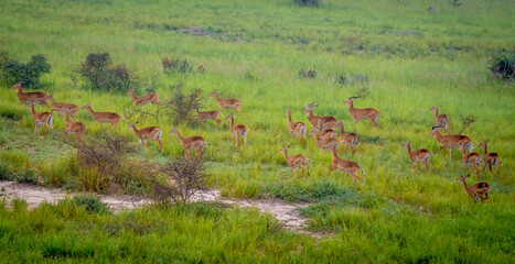 Antelope
