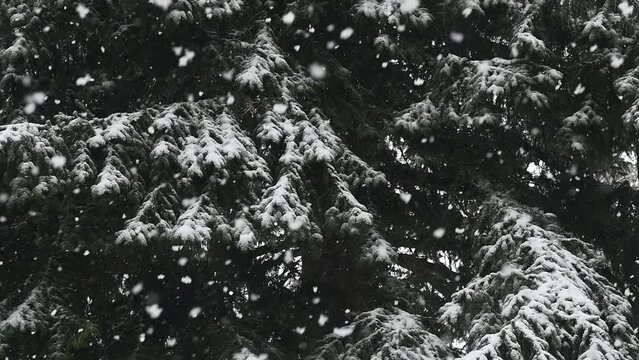 snowing on pine tree 