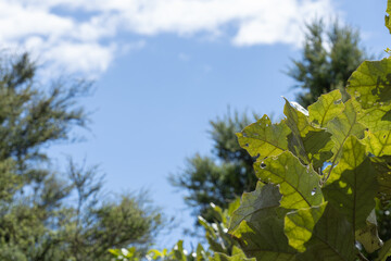 Skyward view with rangiora leaves