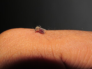 mosquito on a hand, sucking blood