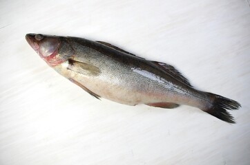 fresh zander fish on white background