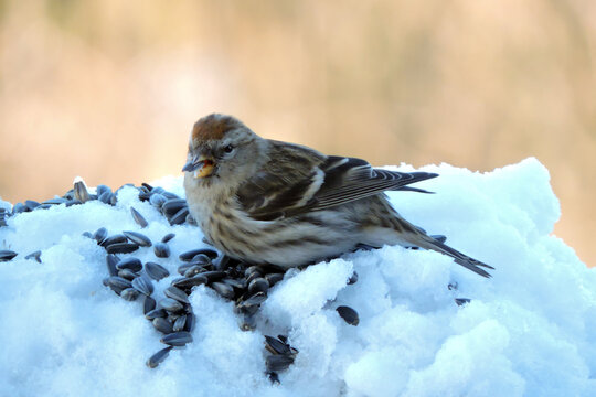 A female common redpoll with a bright red patch on its forehead standing in snow and eating sunflower seeds, blurred background, snowy weather
