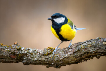 Parus major on branch in forest