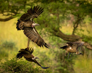 Vulture in the wild