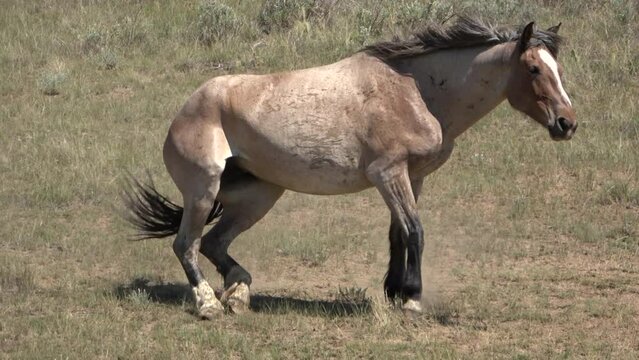 Wild horse rolling on the ground in the grasslands of the Theodore Roosevelt National Park, North Dakota