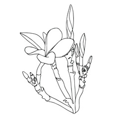 Frangipani or plumeria tropical flower. Outline vector lineart illustration.