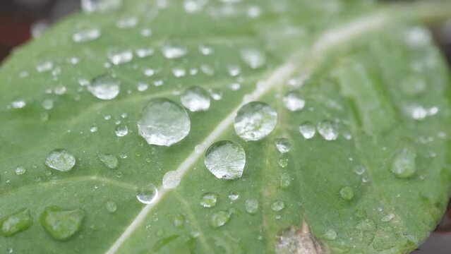 water rain drop falling onto leaf slow motion 4k