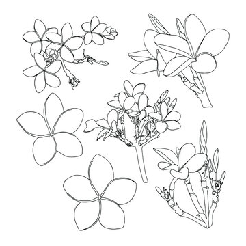 Frangipani or plumeria tropical flower. Outline vector set.