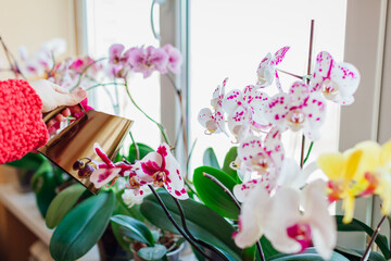 Woman takes care of phalaenopsis orchids blooming on window sill. Gardener waters home plants flowers with watering can.