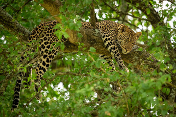 leopard in the tree
