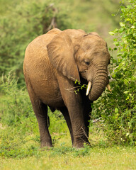 Obraz premium Elephant in busch