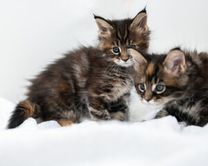 Cute pets. Maine Coon kittens on a white background.