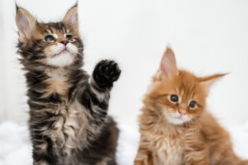 Cute pets. Maine Coon kittens on a white background.