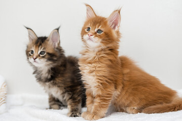 Cute pets. Maine Coon kittens on a white background.
