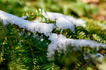 Green spruce branch under snow, winter