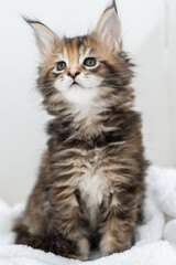 Cute pets. Maine Coon kittens on a white background.