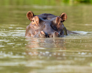 Fototapeta premium Hippo in the river