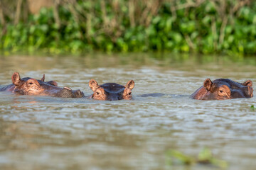 Hippo in the river
