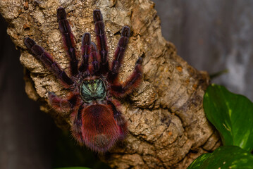 Caribena Versicolor, tarantula in a terrarium, Caribena Versicolor in a Terrarium, beautful spider