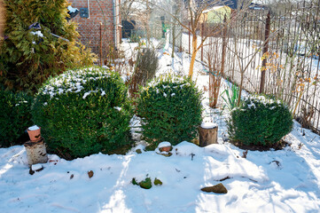 Green boxwood bush under the snow in winter, in the yard at the cottage