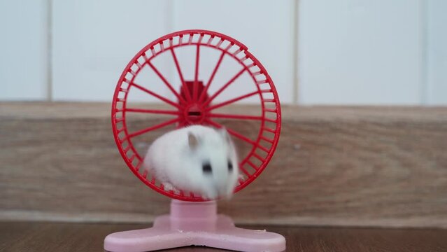 A Dzungarian hamster on a training wheel. The hamster trains on a rotating wheel then leaves the wheel. High quality 4k footage