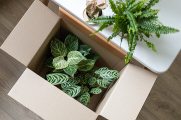 Cardboard box with home plants, top view. Delivery of new houseplants, preparation for moving....