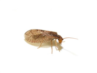 Closeup on brown lacewing Hemerobiidae isolated on white background