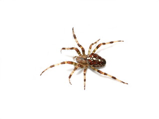 European garden spider Araneus diadematus on white background