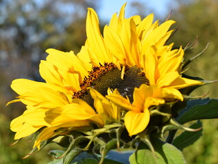 Closeup on big yellow sunflower Helianthus annuus