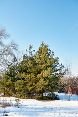 Green fir trees under the snow in winter