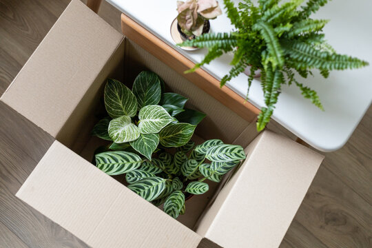 Cardboard box with home plants, top view. Delivery of new houseplants, preparation for moving. Philodendron Birkin, Ctenanthe burle-marxii and Nephrolepis Green lady.