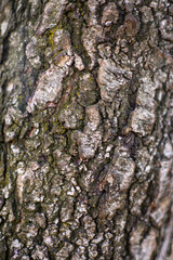 texture of the bark of a tree