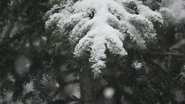 snow covered pine tree slow motion