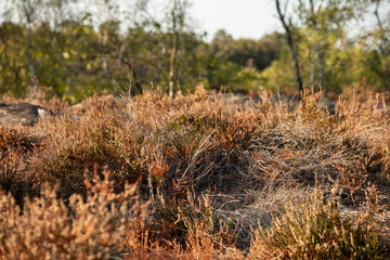 For&ecirc;t, Fontainbleau