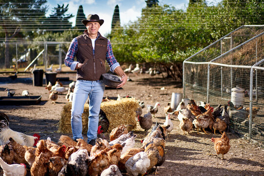 man feeding chickens on hen farm