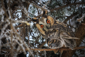 Owl on tree (lat. Asio otus)