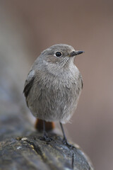 Ritratto di Codirosso spazzacamino (Phoenicurus ochruros) femmina su sfondo chiaro