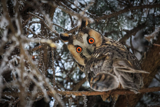Owl on tree (lat. Asio otus)