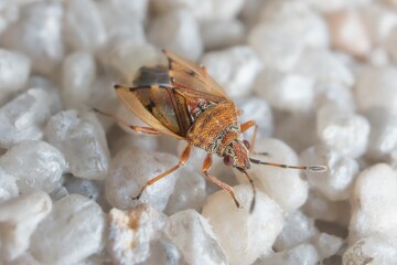 insect Kleidocerys resedae on the wall
