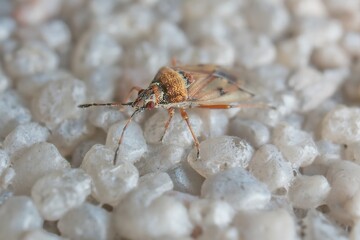 insect Kleidocerys resedae on the wall