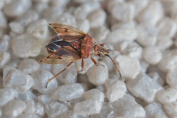 insect Kleidocerys resedae on the wall