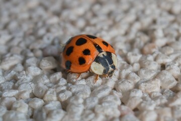 little Eastern ladybug on the wall