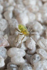 little young green aphid on the wall 