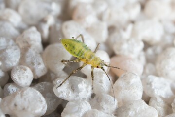 little young green aphid on the wall 