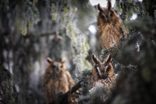Owls on tree (lat. Asio otus)