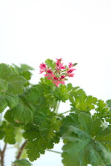 Pelargonium fragranse 