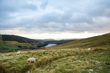 Fototapeta premium Sheep on the hills of South Wales